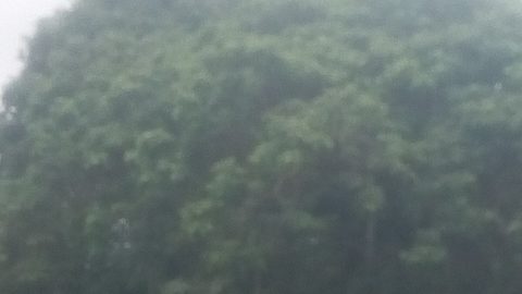 Kaduna State, Nigeria – A cute tree at unguwan sarki kaduna state